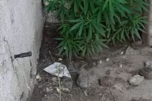 Andalgal: Allanaron un domicilio y secuestraron plantas de marihuana