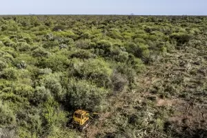 En 2021 se deforestaron ms de 110 mil hectreas en el norte argentino