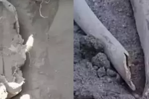 Carmen de Patagones: Encontraron restos seos humanos de unos 60 aos de antigedad