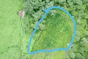 Hallaron ms de 10.000 plantas de marihuana y 75 kilos disecados en una finca de Salta