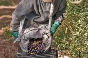 Catamarca: Productores de aceituna preocupados por la falta de cosecheros