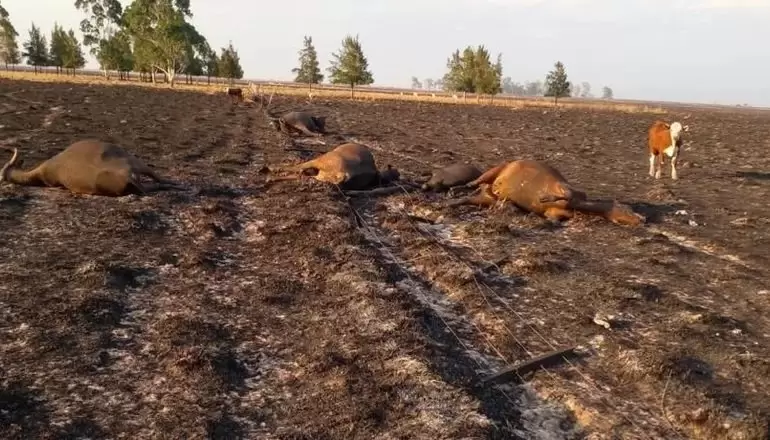 emergencia agropecuaria corrientes