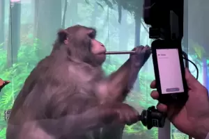 Polmica internacional: Murieron 15 de 23 monos a los que Elon Musk les hizo implantar chips cerebrales