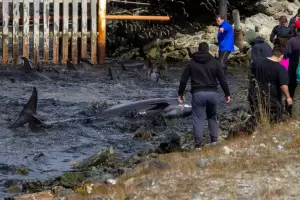 Decenas de delfines quedaron varados en las costas de Ushuaia