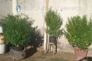 Fueron por una gresca y encontraron plantas de marihuana en una vivienda