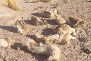 Incautaron 8 cueros de vicua en Antofagasta de la Sierra