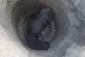 Video: Una yegua fue recatada de un pozo en la localidad de Los Altos