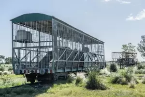 Maltrato animal en San Luis: La historia de 4 tigres abandonados y encerrados durante 15 aos en un vagn