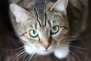 Cada cunto hay que cepillar el pelo de un gato, segn un veterinario