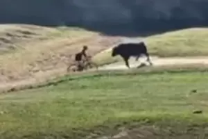 En plena carrera, un ciclista vol por los aires al ser embestido por un toro
