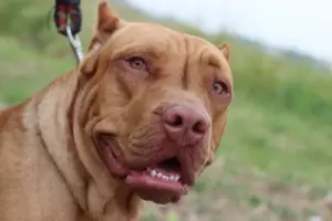 Inslito: intent defender a su esposa embarazada de un pitbull, y la duea del perro lo agredi