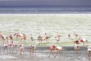 Relevamiento para proteger la biodiversidad catamarquea