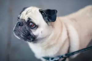 Una mujer tir desde un sptimo piso al perro de su ex novio y la arrestaron