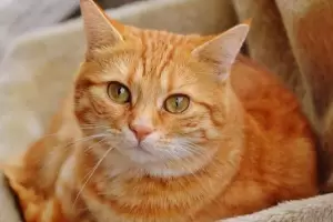 Santa Fe: Tras 15 aos de relacin, se separaron y la mujer fue a la Justicia para quedarse con los gatos