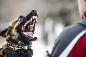 18 puntos de sutura para un nio atacado por dos perros