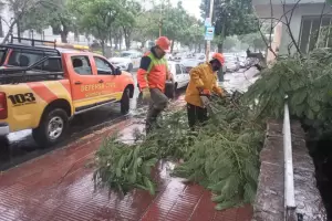 Intensa lluvia: cayeron ms de 31 mm y provocaron anegamientos en viviendas y cada de rboles