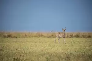 El Parque Nacional Iber� de Corrientes reabri� sus puertas al turismo tras los incendios