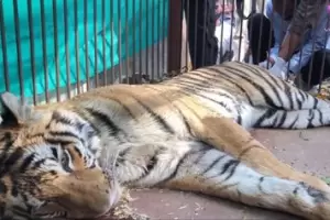 Una tigresa apareci en un tejado y fue rescatada