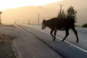 Animales sueltos provocaron dos graves accidentes