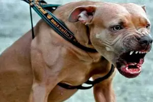 Brutal ataque de un pitbull a un hombre en Recreo