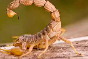 La invadieron los alacranes y tuvieron que irse a dormir al auto