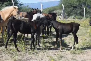 Crece la preocupacin por la enfermedad que ya mat a miles de caballos: confirmaron el primer caso en humanos