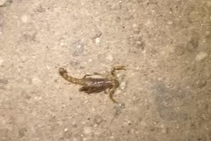 Una mujer de Banda de Varela fue picada por un alacrn