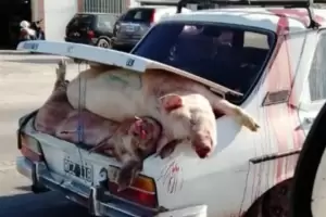 Volc un camin cargado con cerdos vivos en Crdoba y los vecinos los faenaron en plena ruta