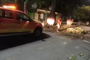 Defensa Civil removi rboles derribados por el temporal de viento