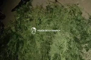 Secuestran once plantas de marihuana en la zona oeste de la capital