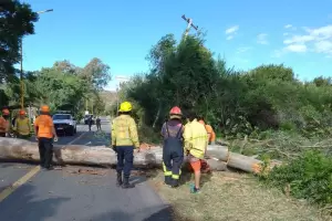 El fuerte viento derrib un rbol y postes de alta tensin en Fray Mamerto Esqui