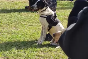 Se retira Falopa, el perro callejero que se convirti en estrella de la polica de Jujuy