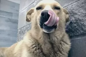 Enjuician a un hombre que at� a un perro callejero a su camioneta, lo arrastr� y lo mat�