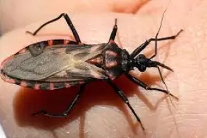 Siete de cada diez personas que tienen la enfermedad de Chagas no lo saben