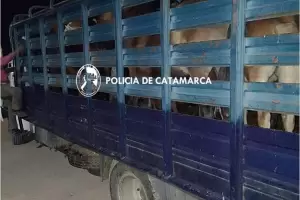 Secuestran animales en el interior de la provincia