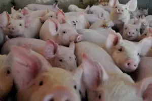 La produccin de carne porcina creci casi 120% en la ltima dcada: se espera que se alcancen las 724.000 toneladas