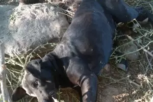 Denuncian matanza de perros en Pomn