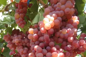 Pasas de uva rosada sin semilla: por costos, estiman una "menor cantidad"