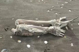 Un hombre fue a pescar y con la ca�a sac� los restos de un brazo