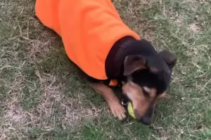 As pasa los das de cuarentena Coco, el perro que casi fue deportado por no tener las vacunas al da