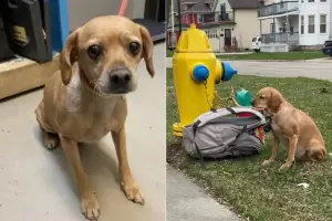 La historia de la perra fue abandonada en la calle con sus juguetes y una nota