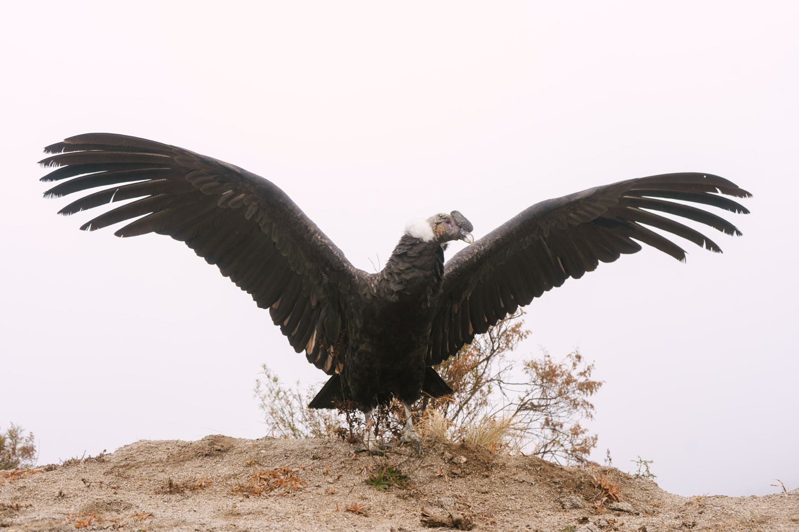 Condor Pui Emotiva liberación del cóndor