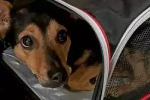 El perro "Coco" recupera su libertad y viajar a Crdoba