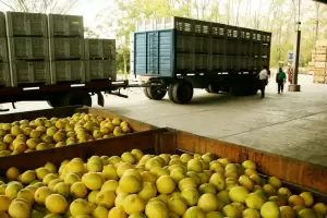 Los consumidores pagaron seis veces ms que lo que cobraron los productores agropecuarios