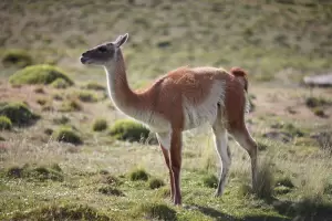 Fallo histrico: Condenaron a tres policas que mataron a un guanaco