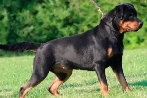 Un nio de 11 aos se encuentra en terapia intensiva, tras ser atacado por tres perros rottweiler