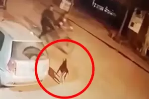 Horror en Ro Negro: Mat de un tiro a un perro que le ladr mientras andaba en bicicleta