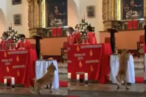 El video de un perrito robando el pan de la iglesia se hizo viral y gener debates