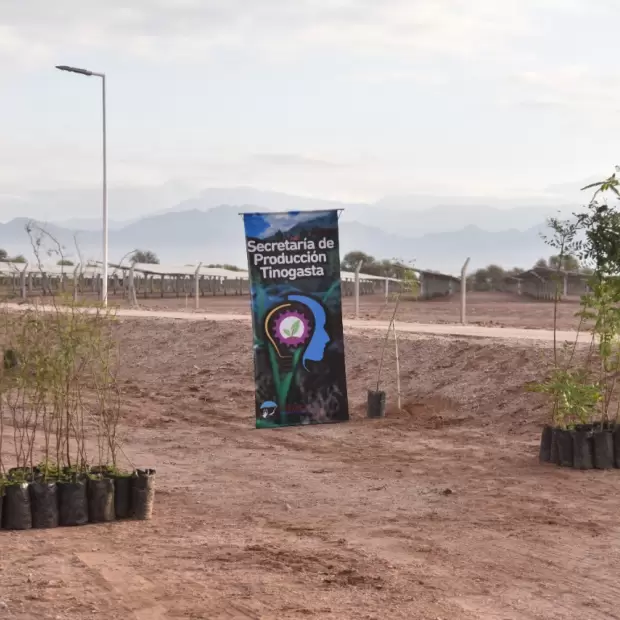 Reforestación en Tinogasta