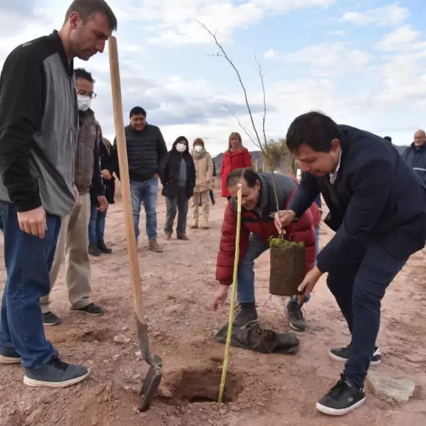 Reforestación en Tinogasta